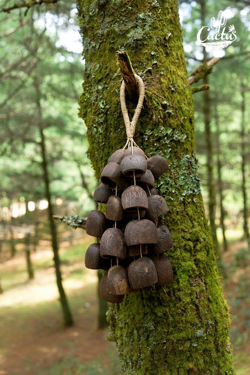 Handmade Salin Water Bellwood Seed Shell